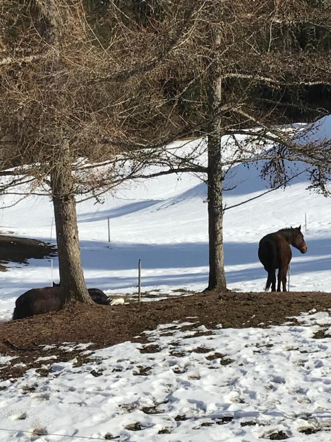 샤또데 Au Pre Des Chevaux B&B 외부 사진