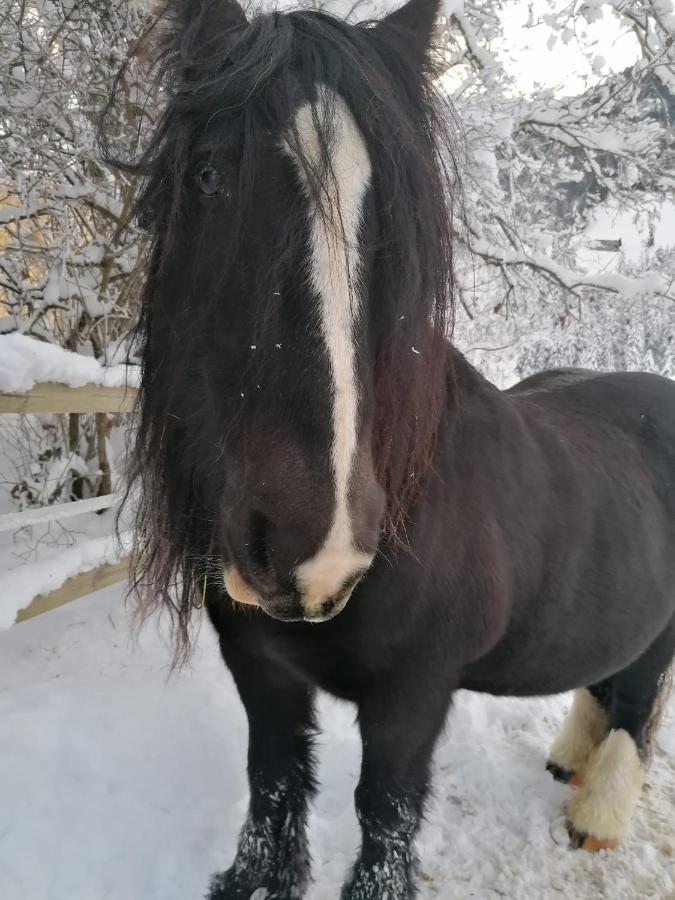 샤또데 Au Pre Des Chevaux B&B 외부 사진