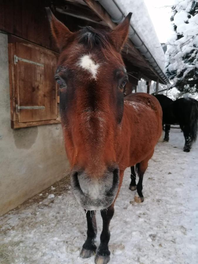 샤또데 Au Pre Des Chevaux B&B 외부 사진