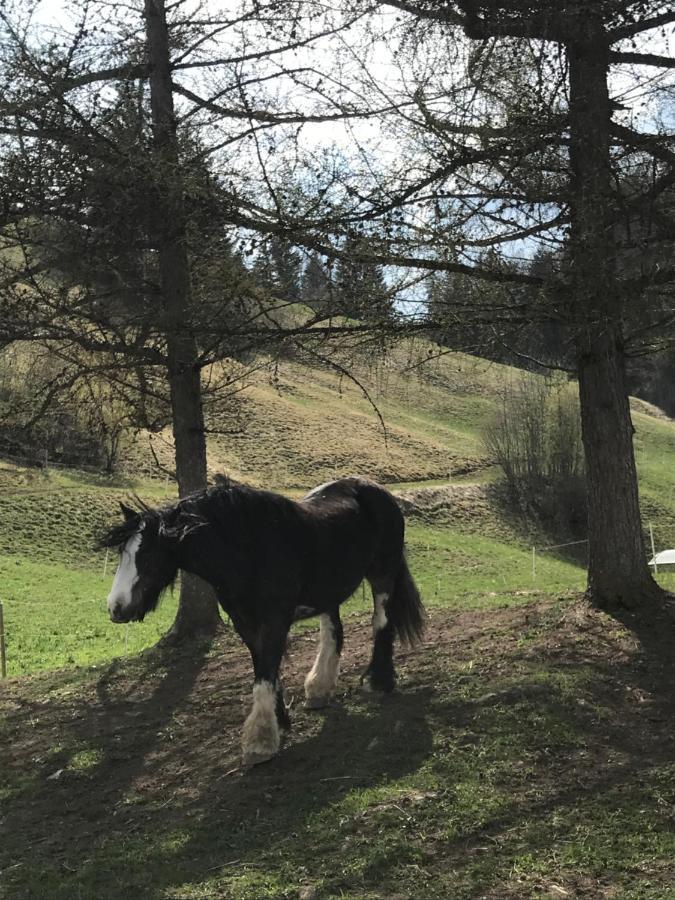 샤또데 Au Pre Des Chevaux B&B 외부 사진